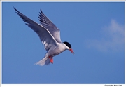 Common-Tern-5